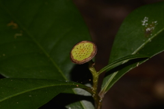 Eupomatia bennettii