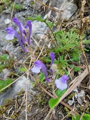 Scutellaria tashiroi