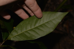 Eupomatia bennettii