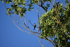 Hemiprocne longipennis