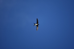 Hemiprocne longipennis