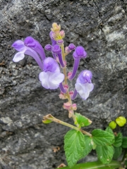 Scutellaria tashiroi