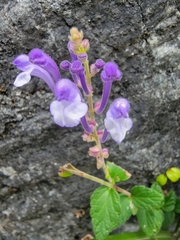 Scutellaria tashiroi