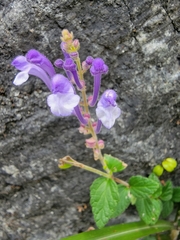 Scutellaria tashiroi
