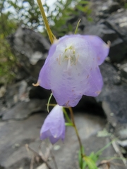 Adenophora morrisonensis