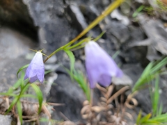 Adenophora morrisonensis