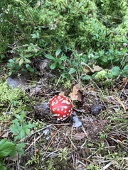 Amanita muscaria