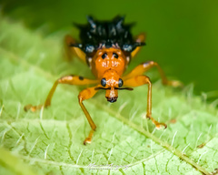 Agomadaranus