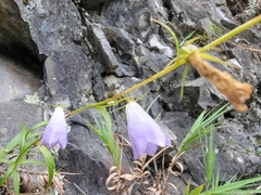 Adenophora morrisonensis