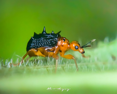 Agomadaranus