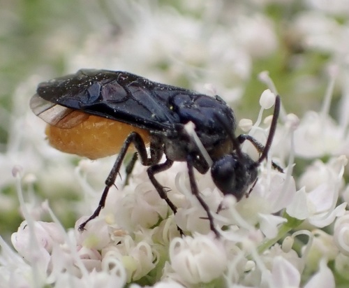 Large Rose Sawfly, Lexmond, Lexmond, Zuid-Holland, NL, photo 10 of 10