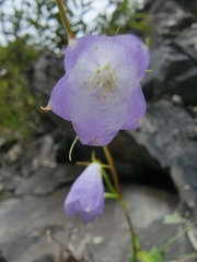 Adenophora morrisonensis