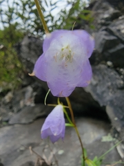 Adenophora morrisonensis