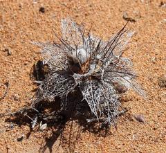 Berkheya cuneata