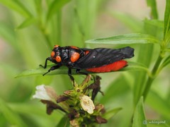 Huechys sanguinea