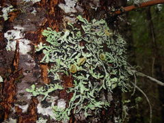 Hypogymnia enteromorpha