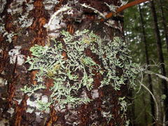 Hypogymnia enteromorpha