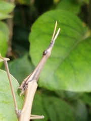 Proscopiidae