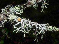 Hypogymnia enteromorpha