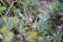 Pterostylis rogersii