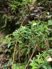 Siphonostegia laeta