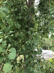 Populus tremula