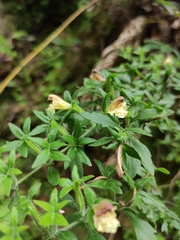 Siphonostegia laeta
