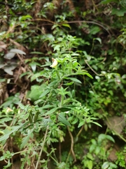 Siphonostegia laeta
