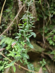 Siphonostegia laeta