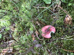 Russula