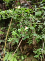 Siphonostegia laeta