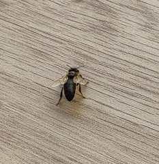 Apis mellifera