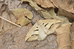 Chiasmia subcurvaria