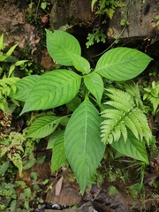 Mussaenda shikokiana