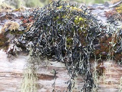 Hypogymnia duplicata