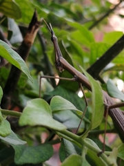 Proscopiidae