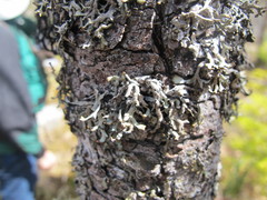 Hypogymnia duplicata