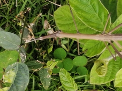 Proscopiidae