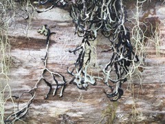 Hypogymnia duplicata