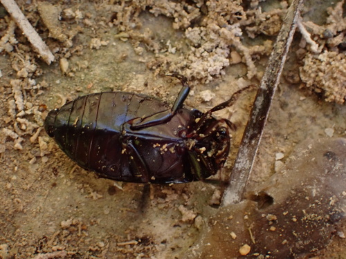 Meladema coriacea