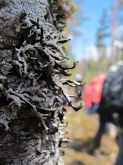 Hypogymnia duplicata