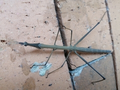 Proscopiidae