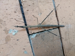 Proscopiidae