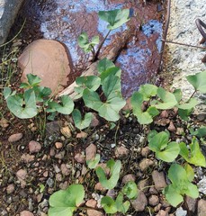 Petasites radiatus