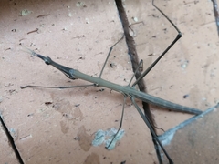Proscopiidae