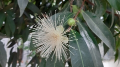 Syzygium