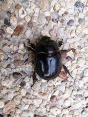 Coleoptera