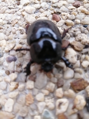 Coleoptera