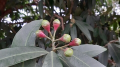 Syzygium