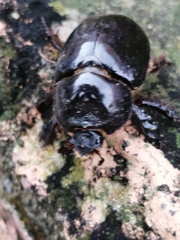 Coleoptera